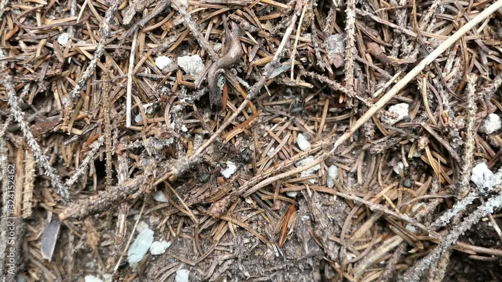 Ant hill with working ants. carrying rocks around Ant hill with working ants. carrying rocks around