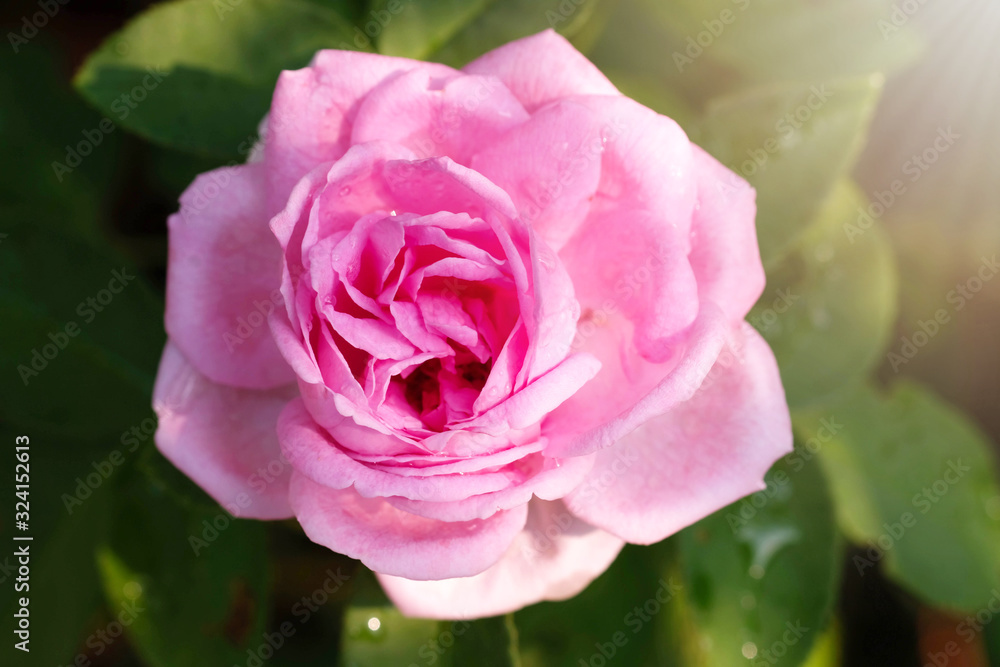 Pink rose in the green garden. For Valentines Day. Pink rose in the green garden. For Valentines Day.