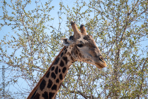 Photography Old Giraffe Headshot