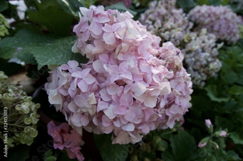 Glass house flower garden 