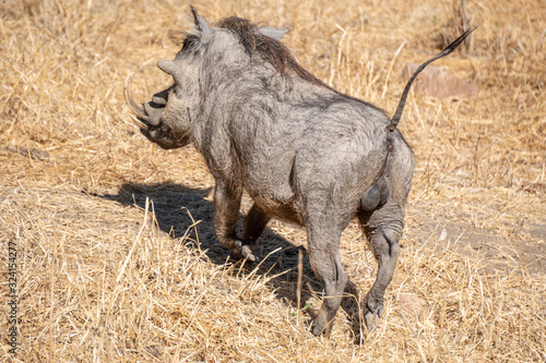 Warthog from Behind