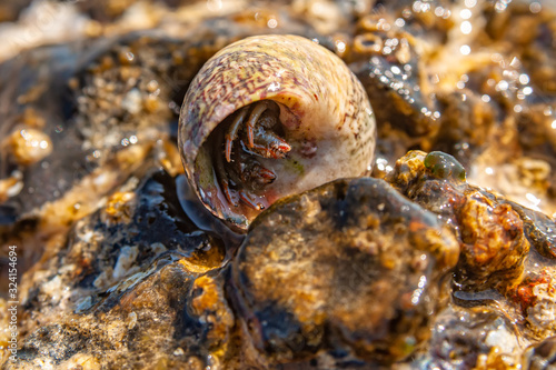 Hermit crab with seashell macro photo