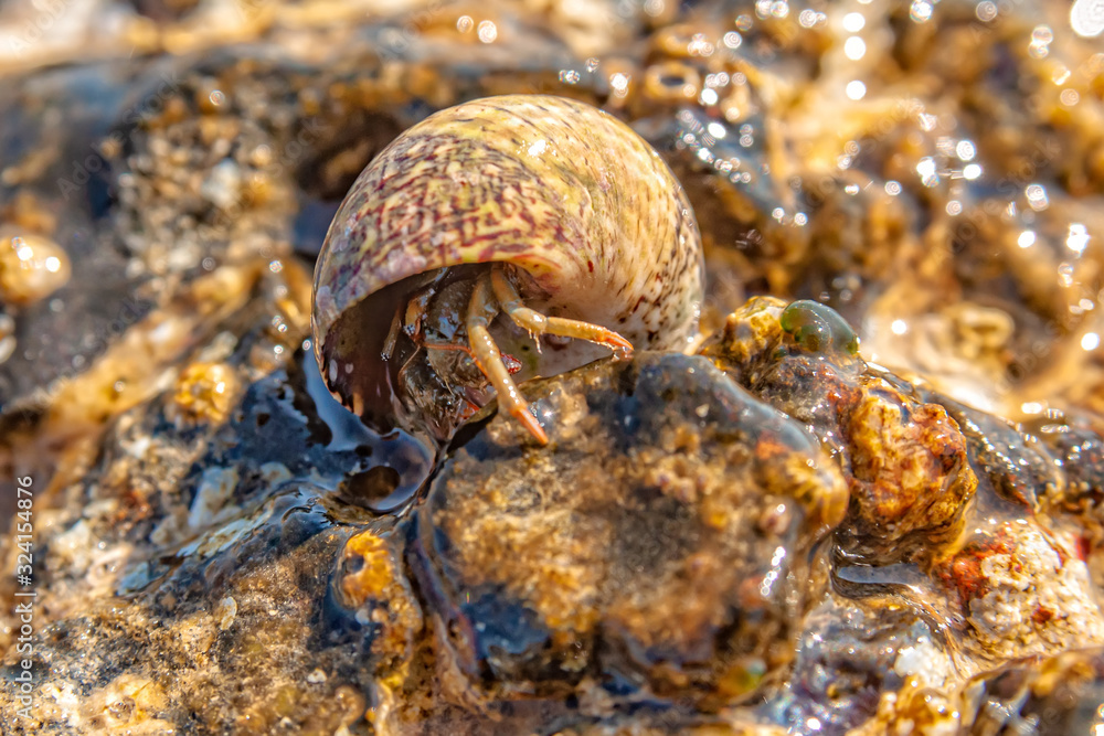Hermit crab with seashell macro photo Hermit crab with seashell macro photo