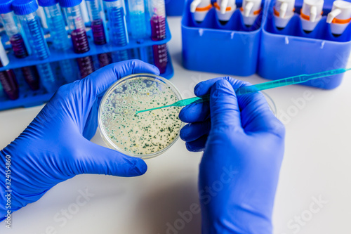 Culture of microbiological material in a microbiological laboratory.