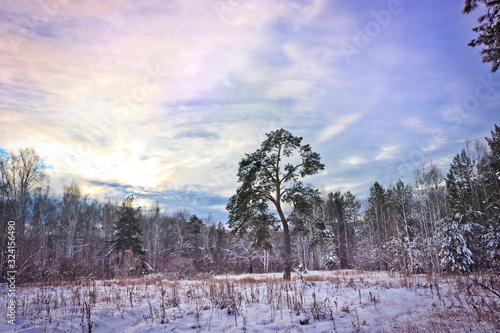 Wallpaper Mural Incorrectly curved pine in the winter forest. Torontodigital.ca