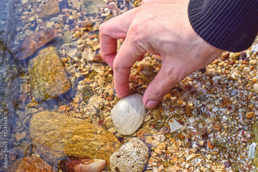 Shells on the beach Naturally beautiful Shells on the beach Naturally beautiful