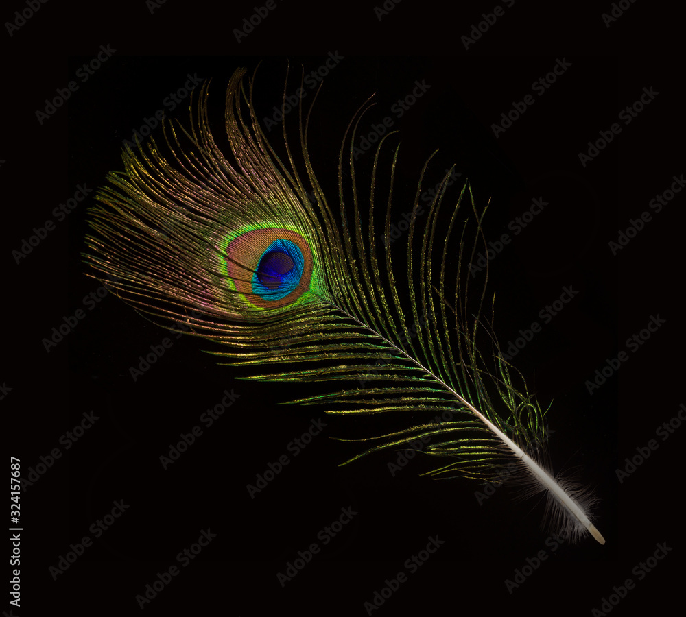 peacock feather isolated on black background Stock Photo | Adobe Stock