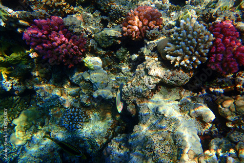 coral reef in Red Sea © jonnysek
