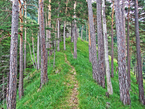 Walking and hiking trails in the Rhine river valley (Rheintal) and on Gipsberg mountain (Liechtenstein Alps) - Schaan, Liechtenstein photo