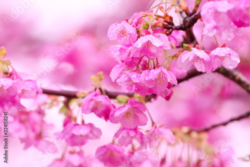 桜の季節 © rai