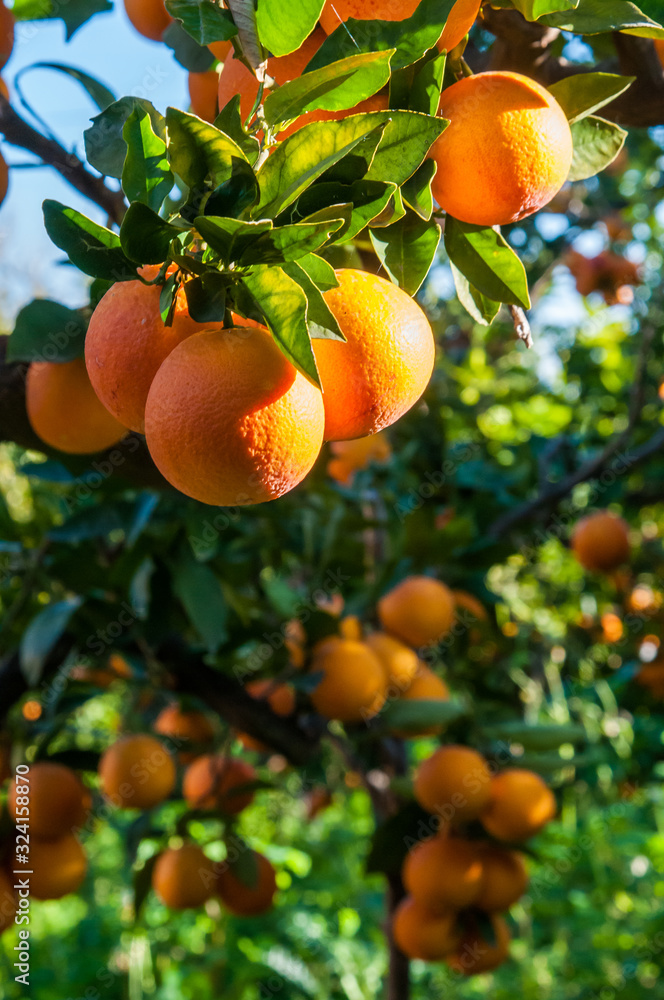 Harvest time: tarocco oranges on tree against a blue sky during picking season in Sicily
