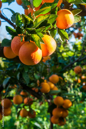 Harvest time: tarocco oranges on tree against a blue sky during picking season in Sicily
