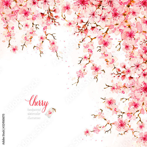 Blooming cherry flowers. Sakura branches. Botanical watercolor hand drawn illustration. Cherry blossom.