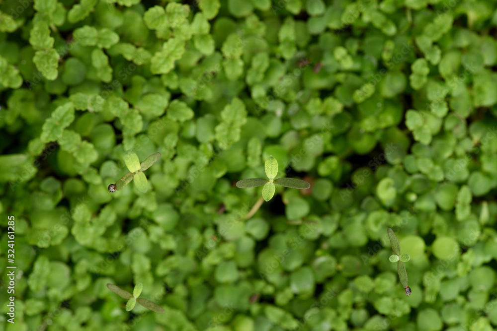 Fototapeta premium Healthy organic food concept. Tender young lemon balm leaves of microgreens texture background