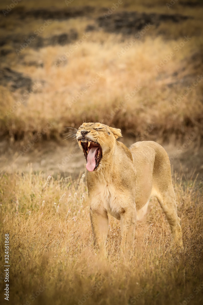 Obraz premium lioness and cub