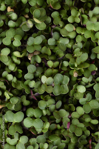 Organic microgreens concept. Tender young round leaves texture background