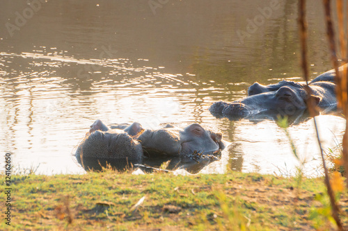 Hippo Love