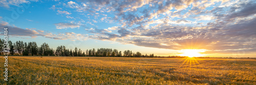 Wheat field illuminated by the rays of the setting sun. Agriculture landscape. Beautiful sunset landscape. Panoramic banner. 