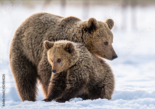 She-Bear and bear cub on the snow in the winter forest. Natural habitat. Scientific name: Ursus Arctos Arctos.