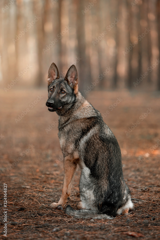 Dog breed German shepherd in the autumn forest Dog breed German shepherd in the autumn forest