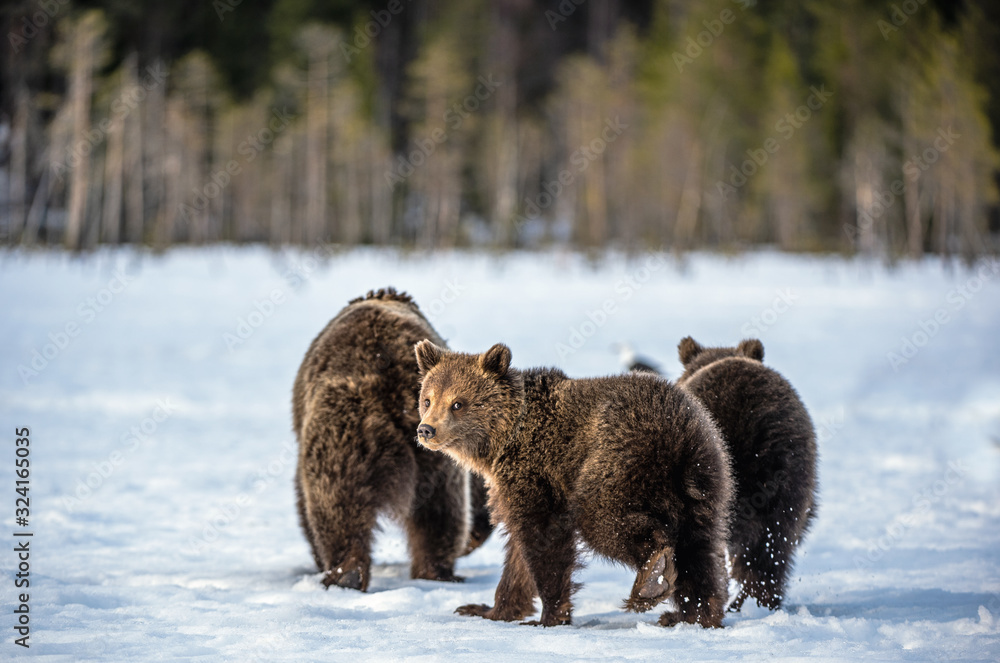 She-Bear and bear cubs on the snow in the winter forest. Natural habitat. Scientific name: Ursus Arctos Arctos. She-Bear and bear cubs on the snow in the winter forest. Natural habitat. Scientific name: Ursus Arctos Arctos.