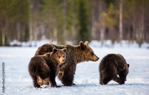 She-Bear and bear cubs on the snow in the winter forest. Natural habitat. Scientific name: Ursus Arctos Arctos. © Uryadnikov Sergey