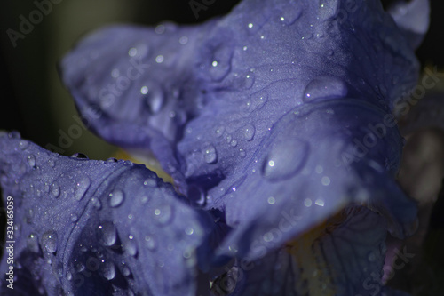 Gouttes d'eau sur pétale en macro photo