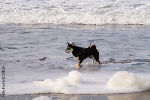 dogs playing at the beach