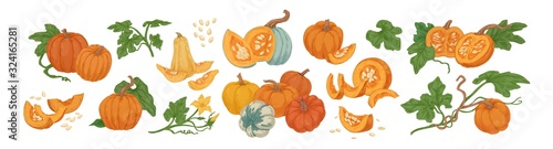 Colored pumpkin hand drawn set vector graphic illustration. Collection of colorful drawing autumn vegetable whole, slice and halves isolated on white background. Seasonal fresh plant bundle
