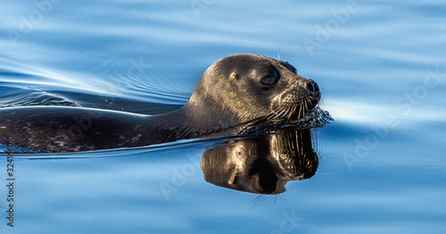 Photos The Ladoga ringed seal swimming in the water