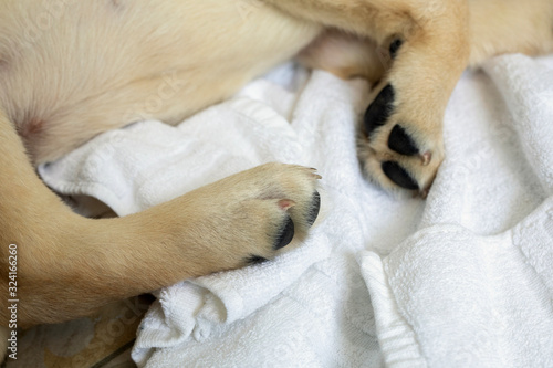 Close up of light colored puppy paw. Dog feet and legs on white towel. Image of dog paws, top view