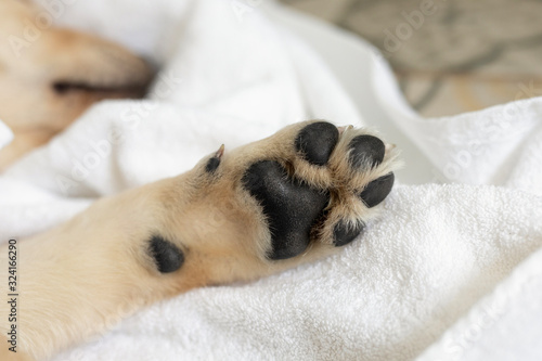 Puppy dog paws on white background. Pet care and animals concept. dog feet and legs.