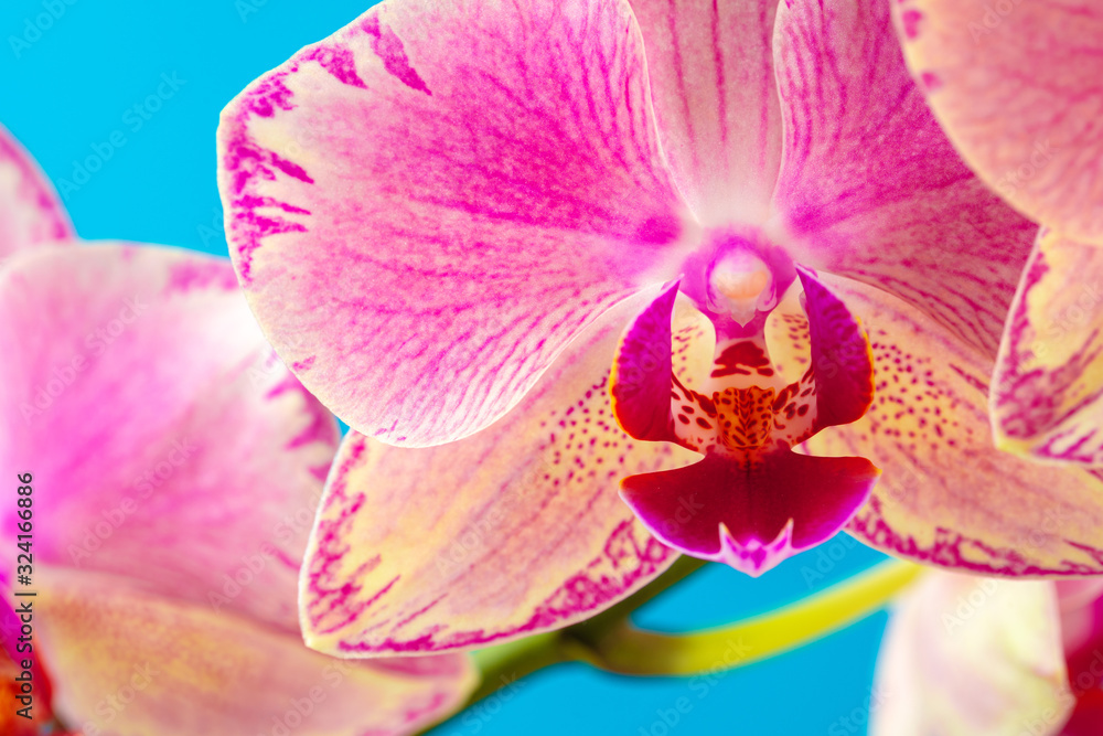 Pink orchid flower close up against blue background