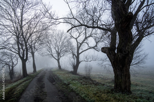 Droga między drzewami zasnuta mgłą 