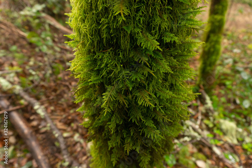 moss