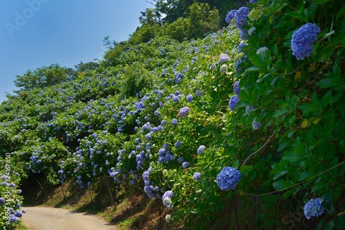 麻綿原高原のアジサイ photo