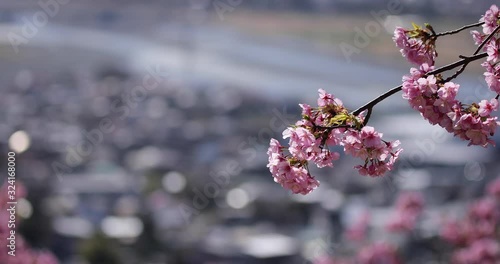 風に揺れる河津桜