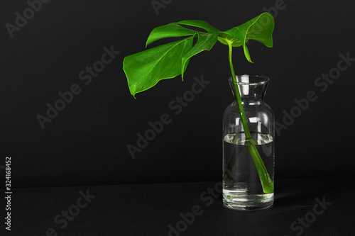 Freshly cut monstera leaf against black background. Creative photo