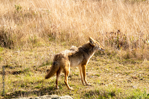 Canvas Print coyote in california