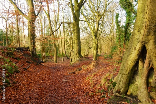 A woodland in winter.