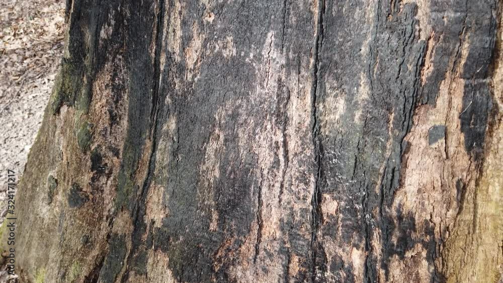 The trunk of a tree burnt in a fire. The trunk of a tree burnt in a fire.