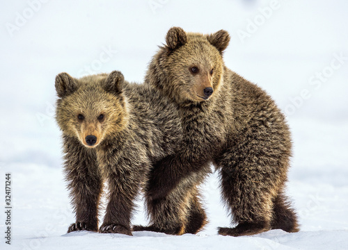 Bear Cubs are playing in the snow. Natural habitat. Brown bear, Scientific name: Ursus Arctos Arctos.