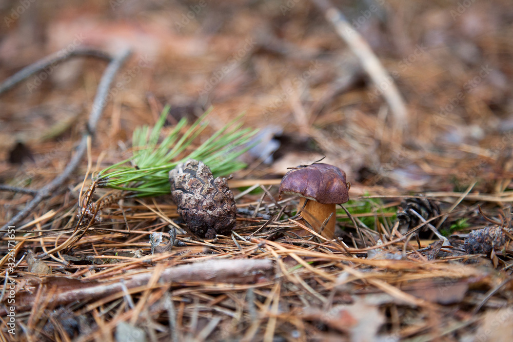 Imleria badia or Boletus badius commonly known as the bay bolete growing in pine tree forest.. Imleria badia or Boletus badius commonly known as the bay bolete growing in pine tree forest..
