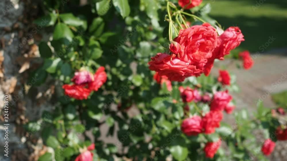 Bunch of beautiful blooming flowers of red rose (Flammentanz - Kordes 1952) in botanical garden in HD VIDEO. Illuminated by sunlight. Close-up. Bunch of beautiful blooming flowers of red rose (Flammentanz - Kordes 1952) in botanical garden in HD VIDEO. Illuminated by sunlight. Close-up.