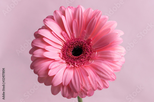 Delicate pink gerbera flower in bright studio light close-up on a light pink uniform background. Beautiful background for design and decoration or greeting card. Gift for Women s Day or a part of a bo