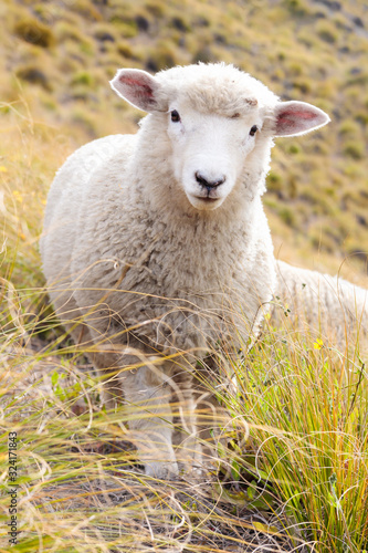 Young white sheep in a summer yellowish pasture 