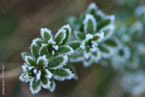 White outline of hoarfrost on green leaves, climate change © Tatiana