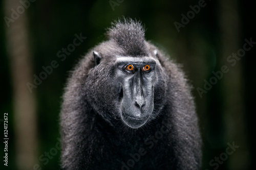 The Celebes crested macaque. Close up portrait, front view, dark background. Crested black macaque, Sulawesi crested macaque, or the black ape. Natural habitat. Sulawesi. Indonesia.