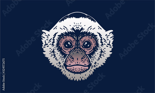 Photos capuchin monkey on dark background