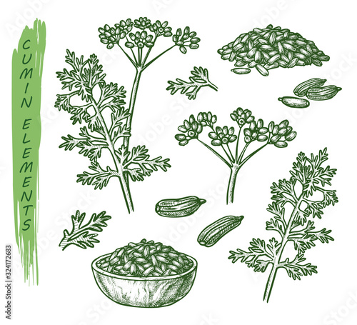 Sketch cumin plant seeds, herb and spice seasoning